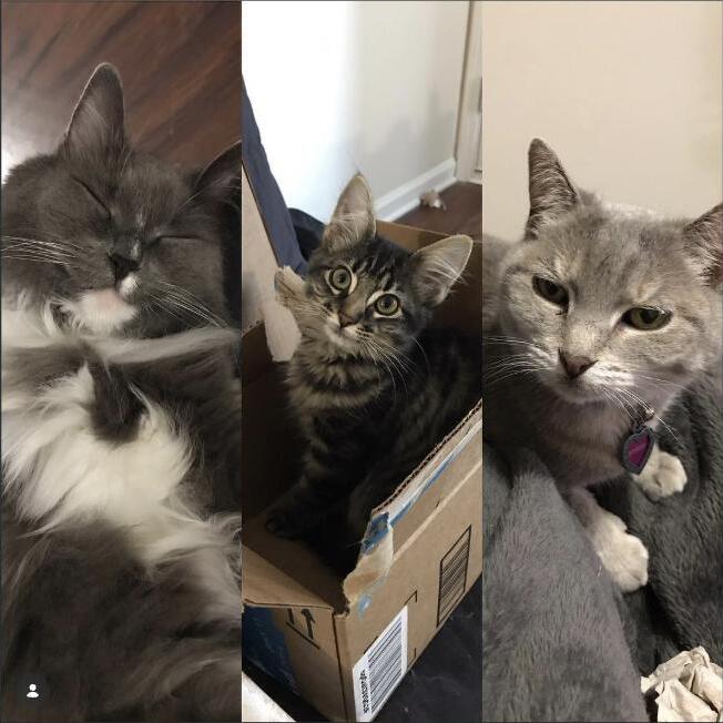 Meet Mittens, Winona, and Sharkie