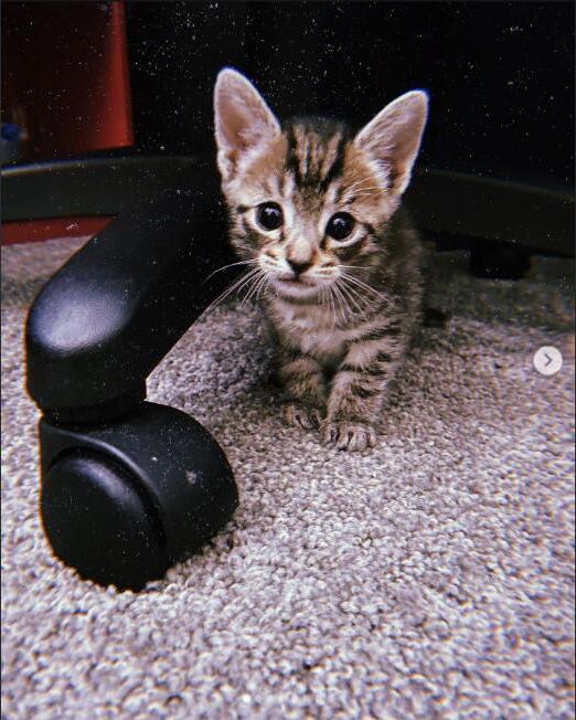 Baby Silver, one month old